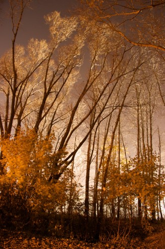 Arbres de travers