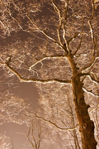 Grand arbre