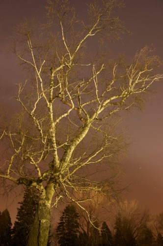 Arbre vert